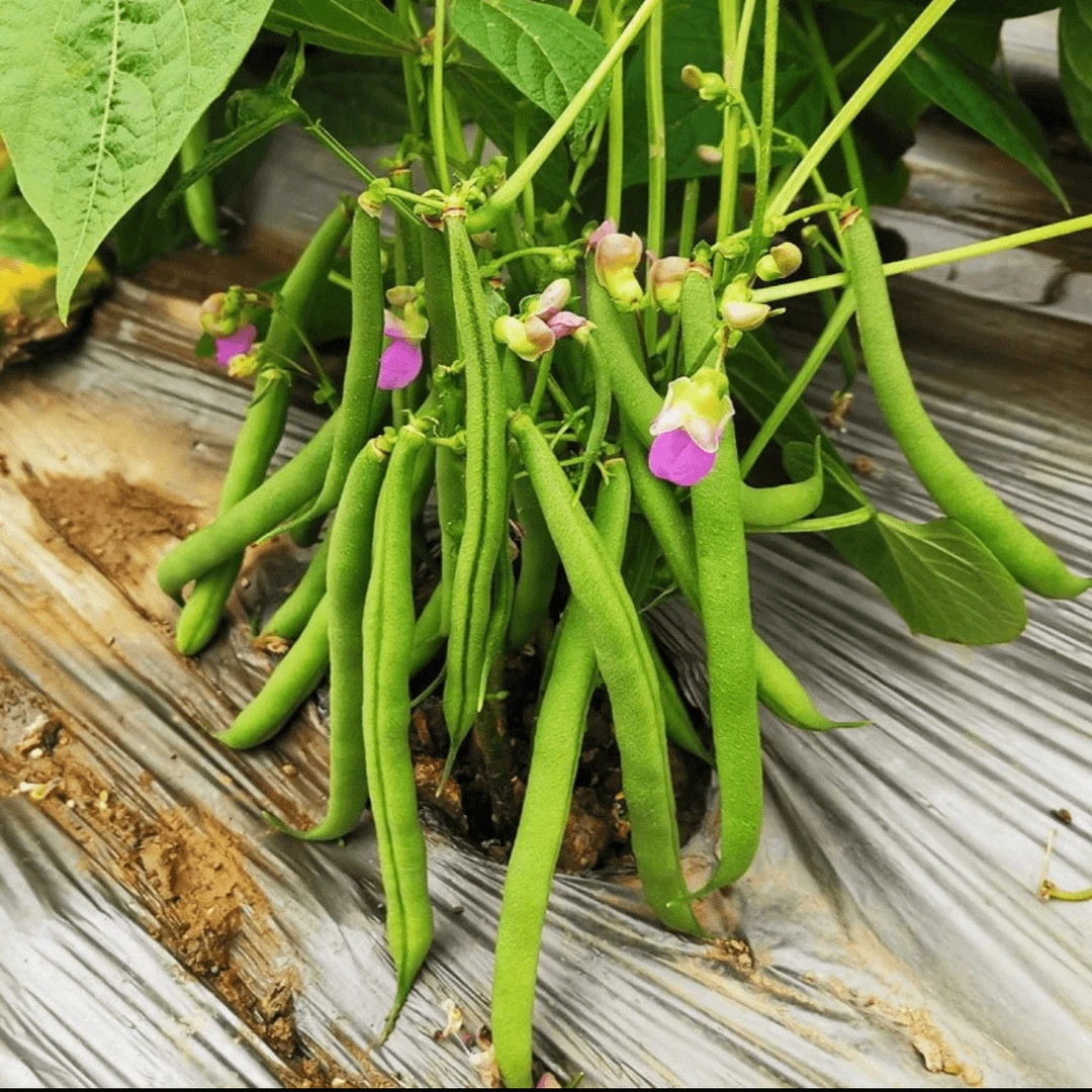 无架地豆种子苗高产不搭架豇豆豆角种孑春夏秋菜豆矮生四季豆种籽,淘宝优惠券,粉丝福利购,淘宝优惠卷