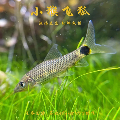 小猴飞狐黑线飞狐水草缸除黑毛藻强力除藻工具鱼一线飞狐金线活体 - 图0
