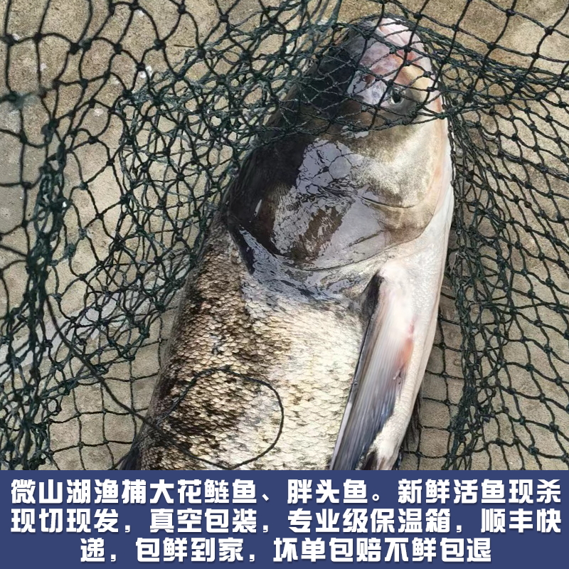 微山湖胖头鱼头新鲜现杀花鲢鱼头剁椒鱼头大头鱼煲汤食材鲢鳙顺丰 - 图0