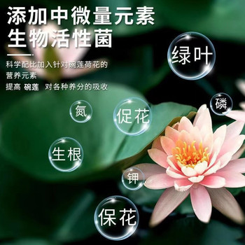 ແປດຄົນອາຍຸໂຖປັດສະວະ lotus ການແກ້ໄຂສານອາຫານພິເສດ lotus ນ້ໍາ lily ດອກໄມ້ຝຸ່ນ hydroponic ພືດປະດັບດອກໄມ້ຮາກຝຸ່ນ