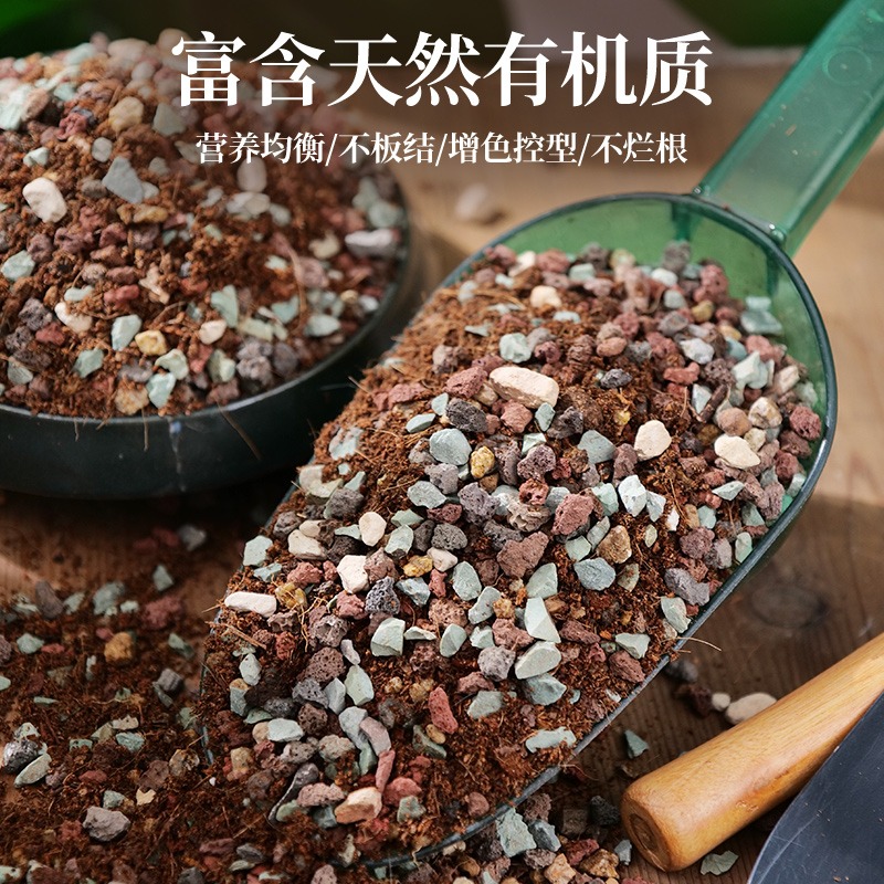 多肉营养土颗粒土养肉肉专用土壤种植土铺面石纯颗粒小苗老桩通用 - 图1