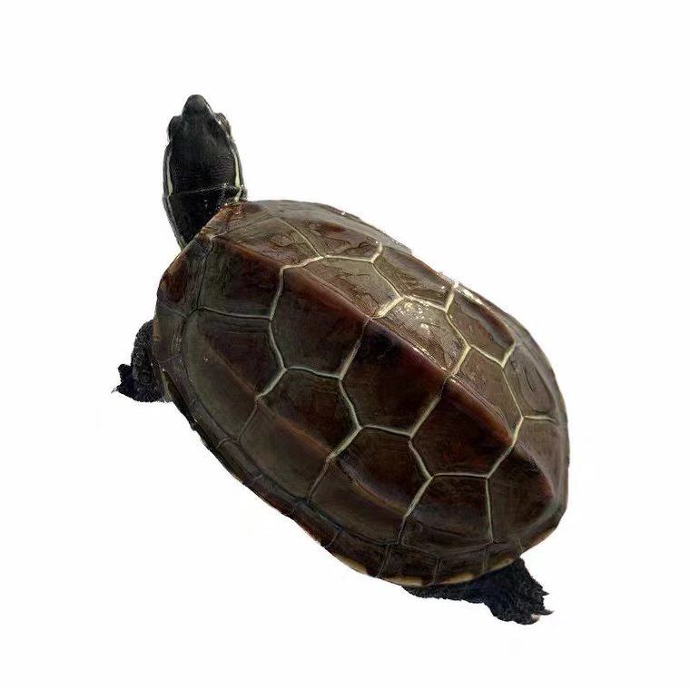 草龟乌龟活物小乌龟活物中华草龟草龟活物墨龟水龟宠物龟观赏龟,淘宝优惠券,粉丝福利购,淘宝优惠卷