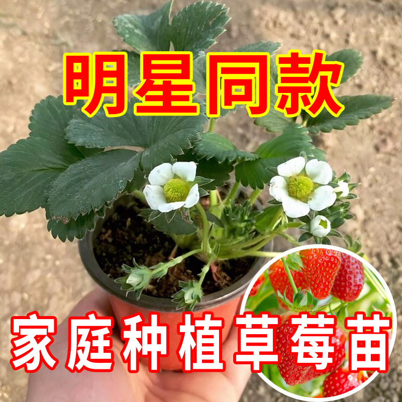 四季草莓苗奶油草莓秧苗带盆带土红颜天使阳台盆栽当年结果可食用