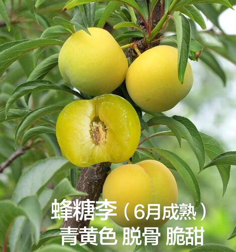 巫山脆李子树苗新品种南方北方种植早熟特大恐龙蛋嫁接晚熟无核青 - 图2