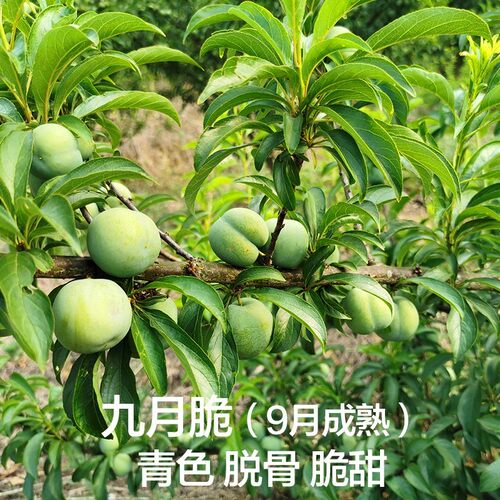 巫山脆李子树苗新品种南方北方种植早熟特大恐龙蛋嫁接晚熟无核青 - 图1