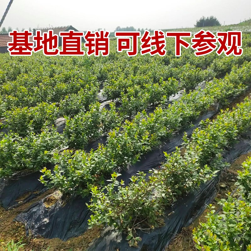 蓝莓树果苗带花苞蓝莓苗南北方种植兔眼特大阳台盆栽树苗当年结果-图1