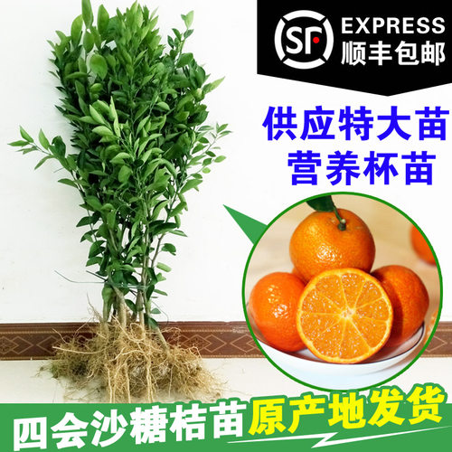 广西沙糖桔子树苗金秋无核嫁接肇庆四会砂糖橘子果树盆栽柑橘果苗 - 图1