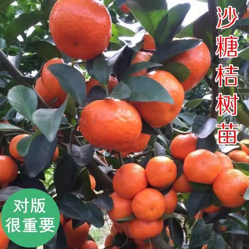 广西沙糖桔子树苗金秋无核嫁接肇庆四会砂糖橘子果树盆栽柑橘果苗 - 图0