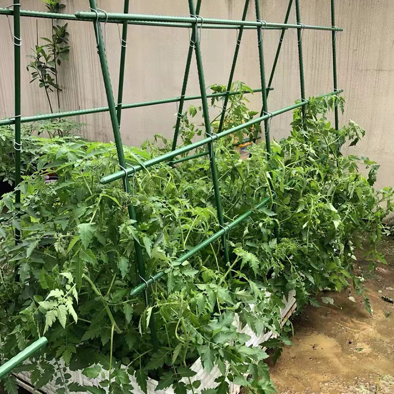 园艺葡萄架包塑钢管爬藤架豆角黄瓜番茄植物藤蔓支撑杆庭院支架 - 图2