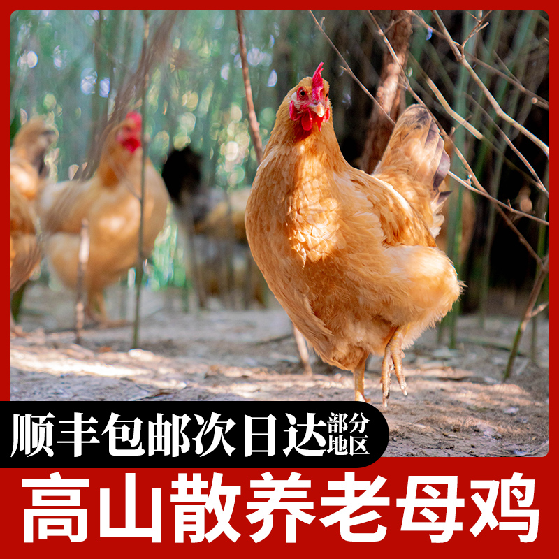 杨博士土鸡老母鸡月子鸡走地鸡草鸡安徽皖南深山散养新鲜现杀整只