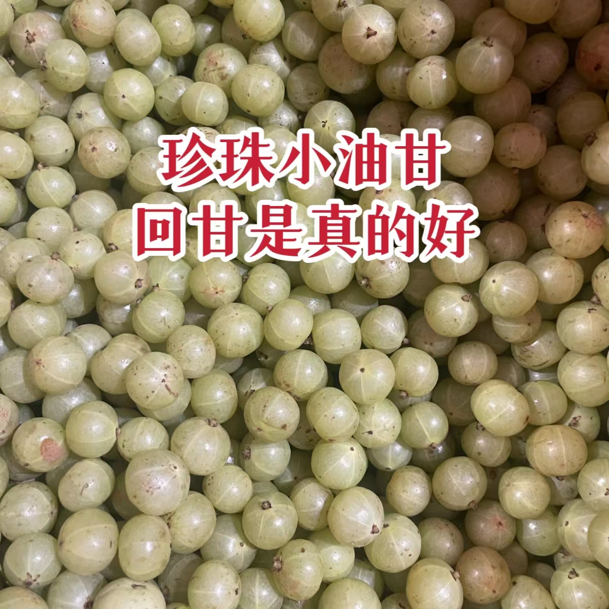 新鲜潮汕油甘果余甘果牛甘果孕妈缓解孕吐榨汁生吃珍珠柿饼油甘-图1