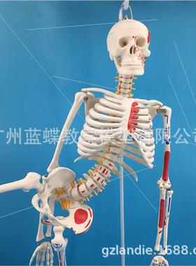85cm human skeleton model wh muscle coloring movable medical