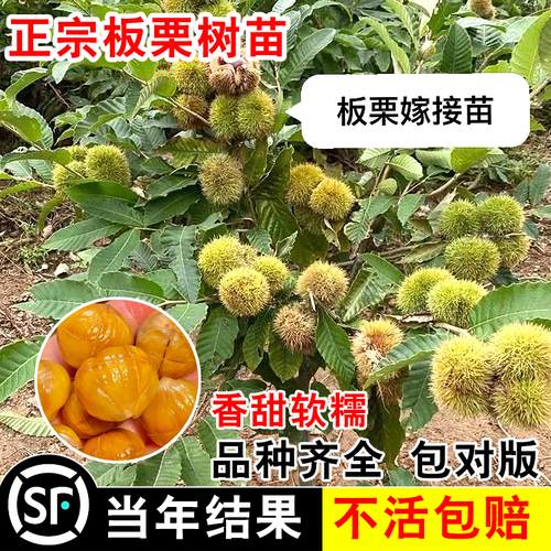 板栗苗树嫁接地栽南方北方种植大红袍当年结果特大板栗树果树果苗