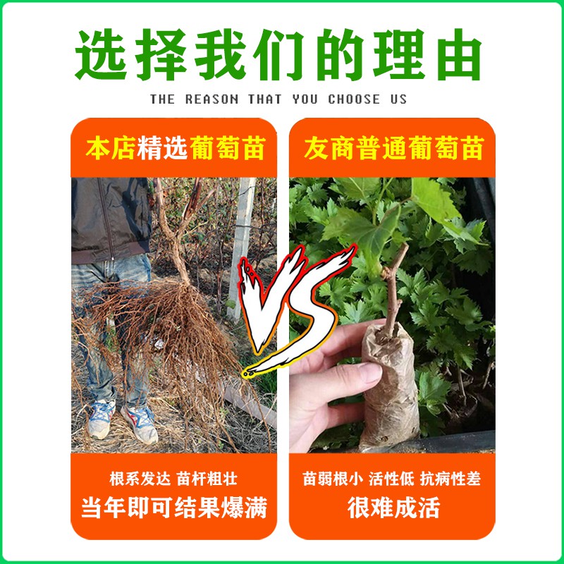 巨峰葡萄苖阳光玫瑰蓝宝石葡萄树苗无籽南方北方种植盆栽庭院爬藤-图1