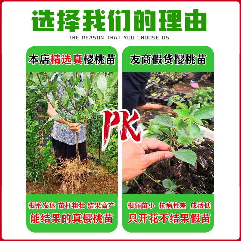 车厘子树苗樱桃树苖南方北方种植盆栽庭院果树矮化樱桃树大樱桃苗-图1