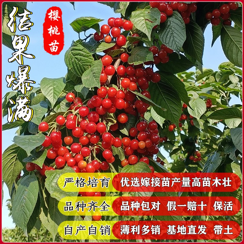 车厘子树苗樱桃树苖南方北方种植盆栽庭院果树矮化樱桃树大樱桃苗-图3