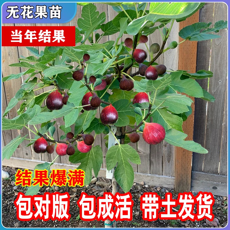 新品种芭劳奈无花果树苗无花果苗无花果盆栽地栽南北方种植果树-图2