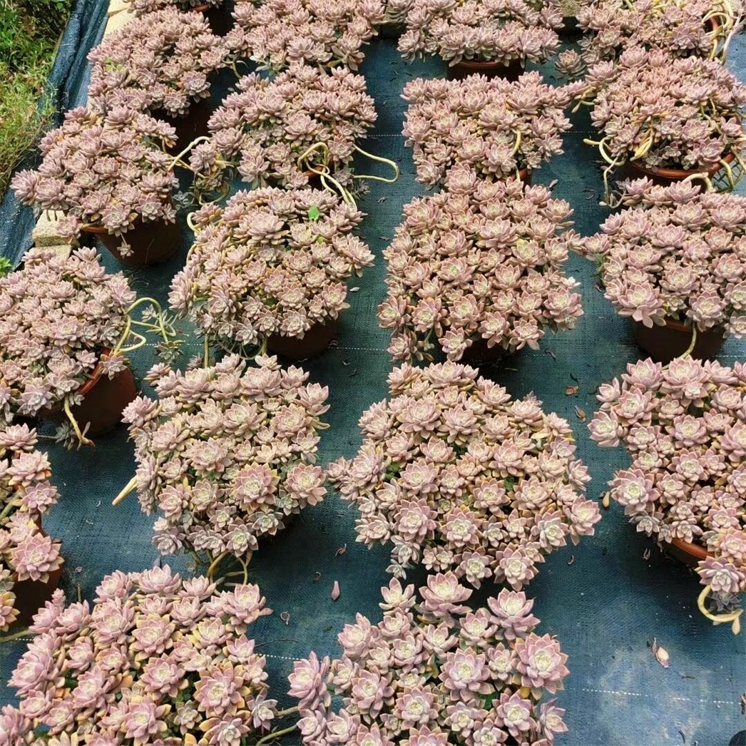 多肉植物阿伦培老桩盆栽室内阳台桌面绿植防辐射净化空气高档花卉 - 图2