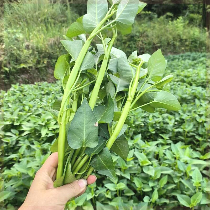 空心菜种子高产生长快速水培地栽盆栽阳台种植脆嫩空心菜种子-图0