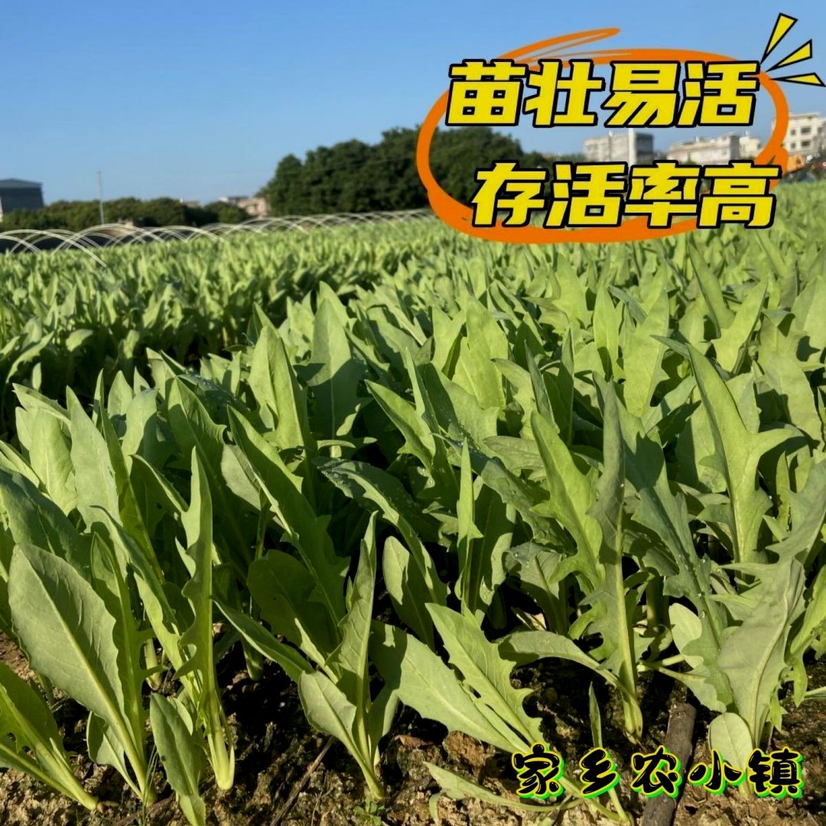 正宗广西博白甜麦菜甜麦栽种容易带泥发货软口脆盆栽新鲜蔬菜四季 - 图3