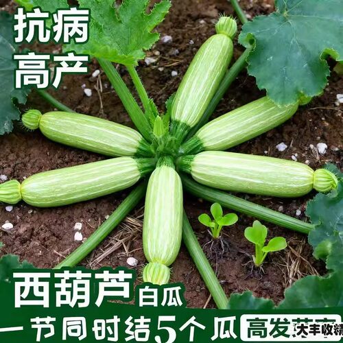 早青西葫芦种子嫩南瓜春季高产易播种植盆栽阳台疏蔬菜农家作物籽 - 图3