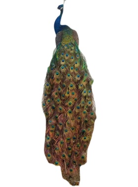 孔雀标本动物摆件客厅酒店装饰家居手工艺品真实羽毛道具模型礼品