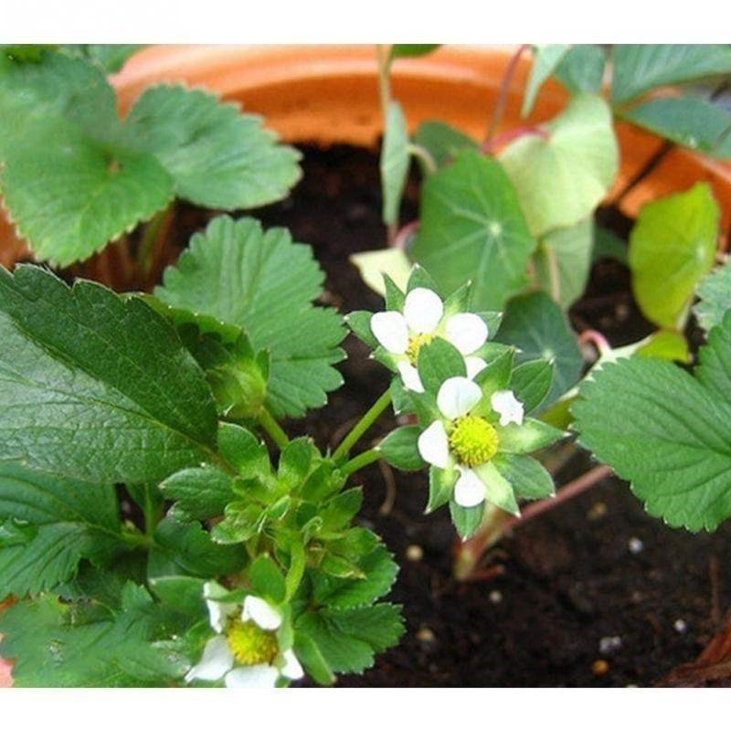 four seasons potted strawberry seeds perennial flower seeds - 图1