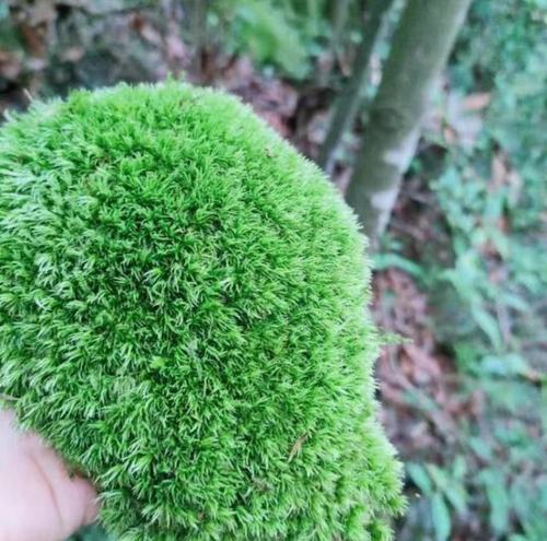 苔藓孢子粉青苔种子种籽假山吸水石盆景盆栽铺面微景观草籽朵朵藓 - 图3