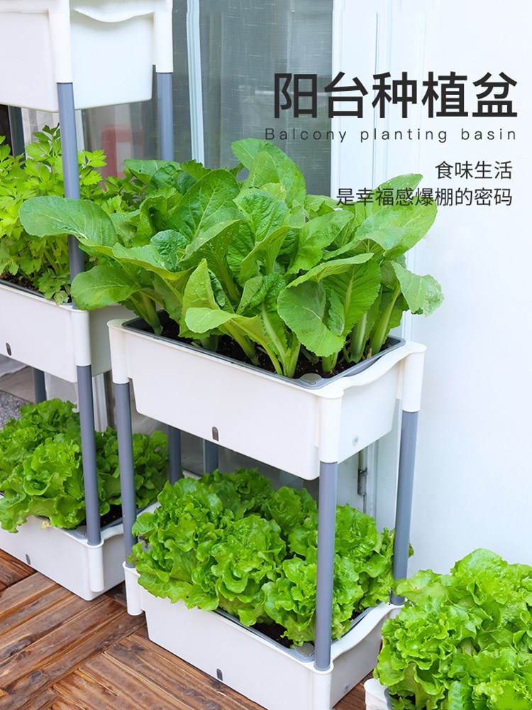阳台种菜盆