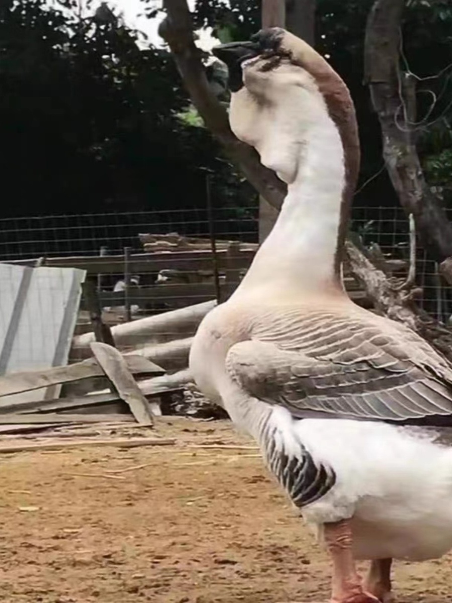 小鹅苗正宗狮头鹅活苗汕头特大型狮子头鹅特大种灰狮头鹅幼苗活体 - 图2