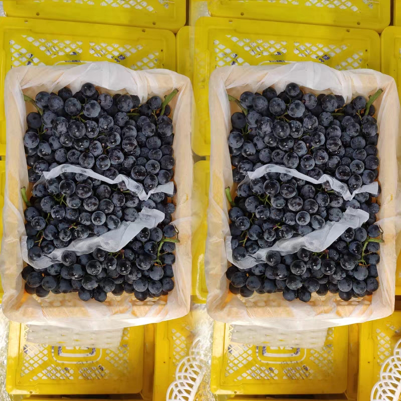 顺丰新疆蓝莓葡萄4斤装新鲜无籽纯甜口比夏黑甜一级孕妇水果 - 图3