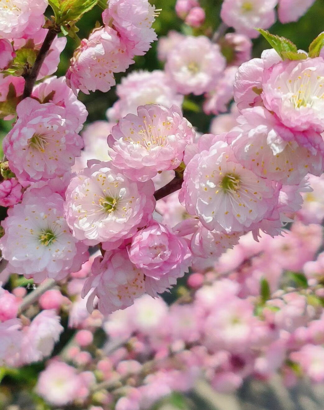 【重瓣珍珠李】鲜切枝年宵花云南昆明基地直发枯木逢春_虎窝淘