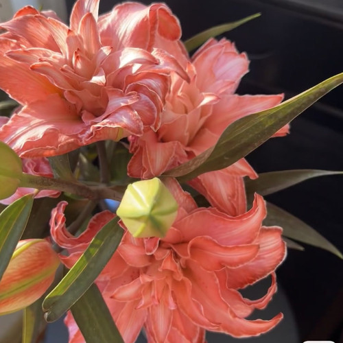 火焰红重瓣香水百合同城速递云南鲜花基地直发水养瓶插顺丰花束 - 图0