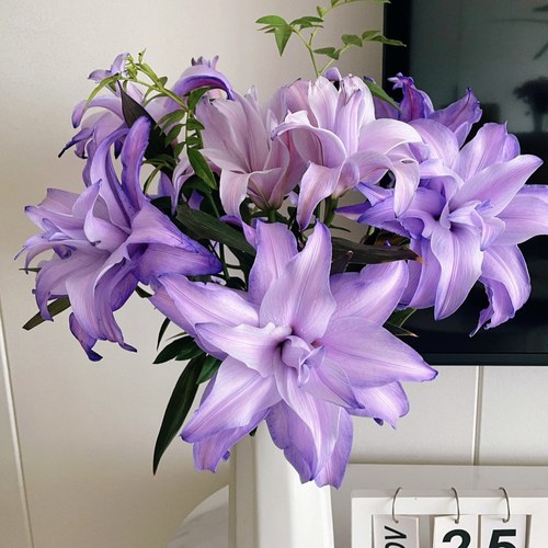 紫霞仙子紫重瓣香水百合花束云南直发鲜花A级节日礼物供佛鲜切花 - 图3