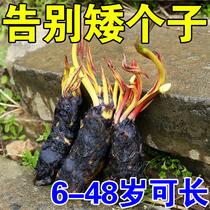 {challenge 15 cm height) heightening thever lift 20-30cm height sticker male and female universal non-heightening shoe sticker