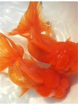 Cold water living water ethnic group ornamental goldfish Heqing Hongguo Nanyang fishing ground Self-selling direct road Package live