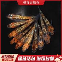 View Back Green Medaka Watch Fish Cold Water Fish Small Brocade Carp Freshwater Fish Living Fish Good To Feed Pet Magic Fish