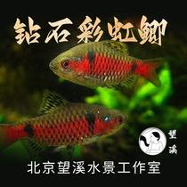 Diamond rainbow crucian carp hair color Gongfish cold water resistant to cold and resistant tropical fish native fish small living group Tour ornamental fish