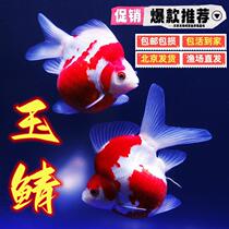 Fishing Grounds Straight Hair Large Japan Jade Mackerel Brocade Carp Ornamental Fish Gold Fish Jade Mackerel Teapot Body Gold Fish Cold Water Fish