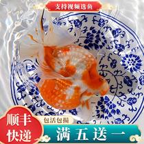 Boutique Sage Pearl Goldfish Live Fish Five Flowers Red White Pearl Fish Small Fry to Fish Spherical Cold Water Ornamental Fish