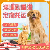 Shenzhen Round Trip Hong Kong Pets Consignments Upper Door Service Exempted Dogs Kitty Charge D Affaires Formalities International Consignment