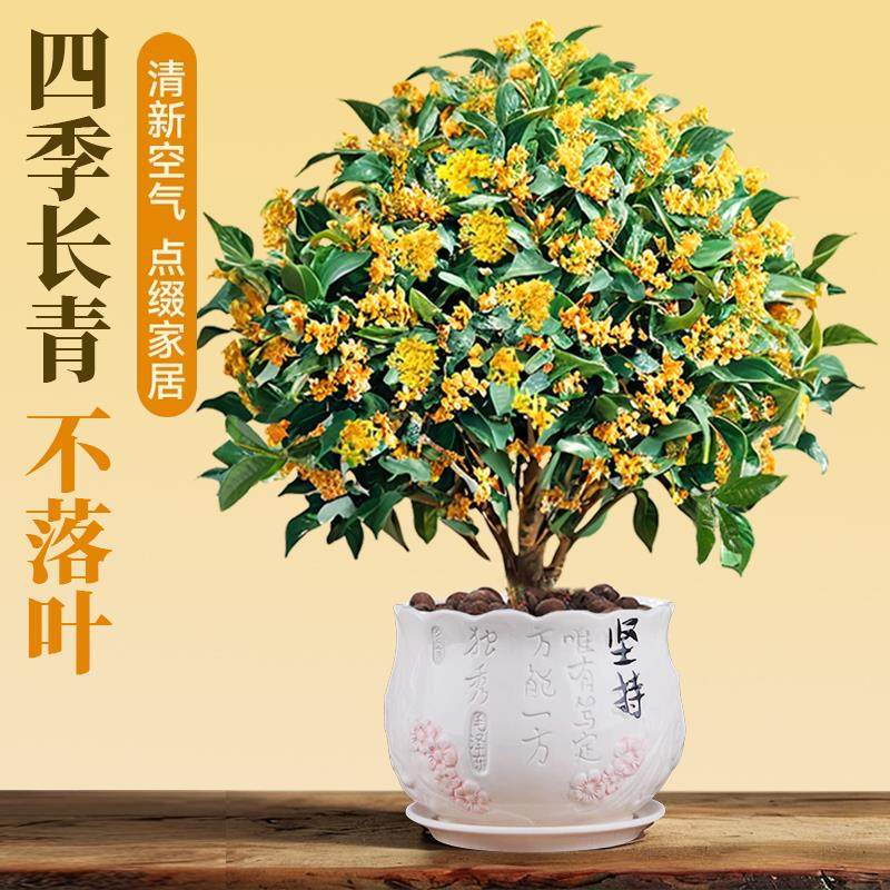 桂花树苗四季桂盆栽带花苞浓香型室内阳台庭院懒人好养开花卉植物,淘宝优惠券,粉丝福利购,淘宝优惠卷