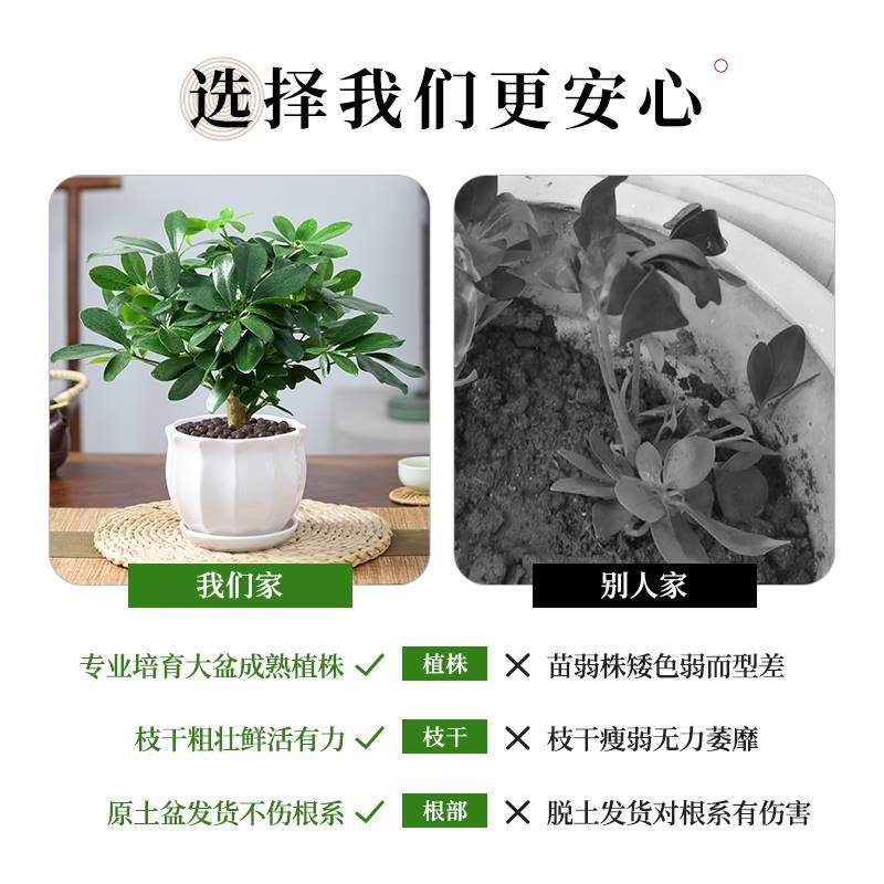 八方来财鸭脚木四季常青室内阳台桌面绿植盆栽花卉发财树苗七叶莲-图2