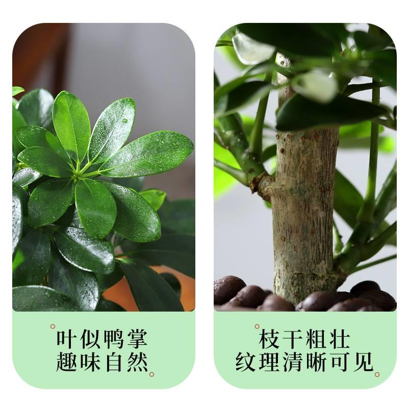 八方来财鸭脚木四季常青室内阳台桌面绿植盆栽花卉发财树苗七叶莲-图0