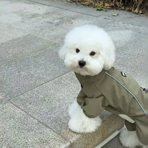 春秋狗狗衣服四脚可爱外出小狗泰迪博美帅气春秋款网红防晒防尘 - 图1