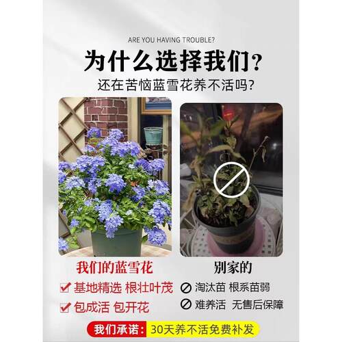 蓝雪花盆栽大苗老桩棒棒糖白雪花阳台庭院耐热耐寒四季开花卉绿植 - 图1