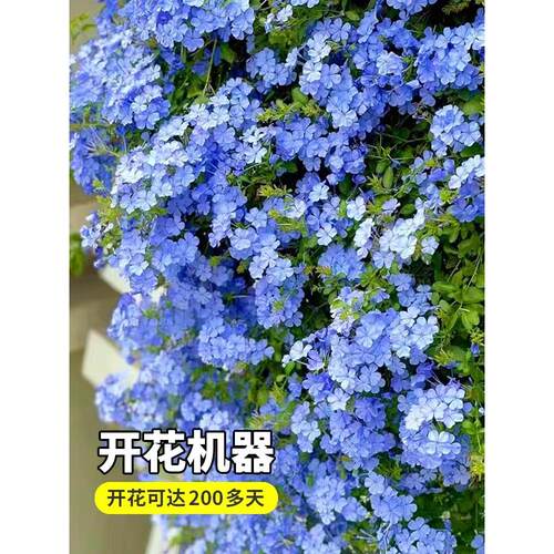 蓝雪花盆栽大苗老桩棒棒糖白雪花阳台庭院耐热耐寒四季开花卉绿植 - 图0