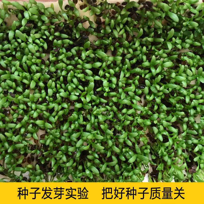 车前草种子中药材车前子籽新鲜种植苗草籽泡水另马齿苋蒲公英