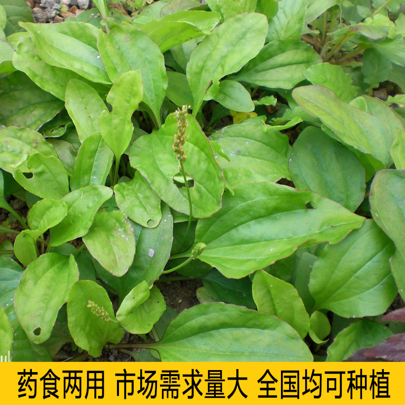 车前草种子中药材车前子籽新鲜种植苗草籽泡水另马齿苋蒲公英