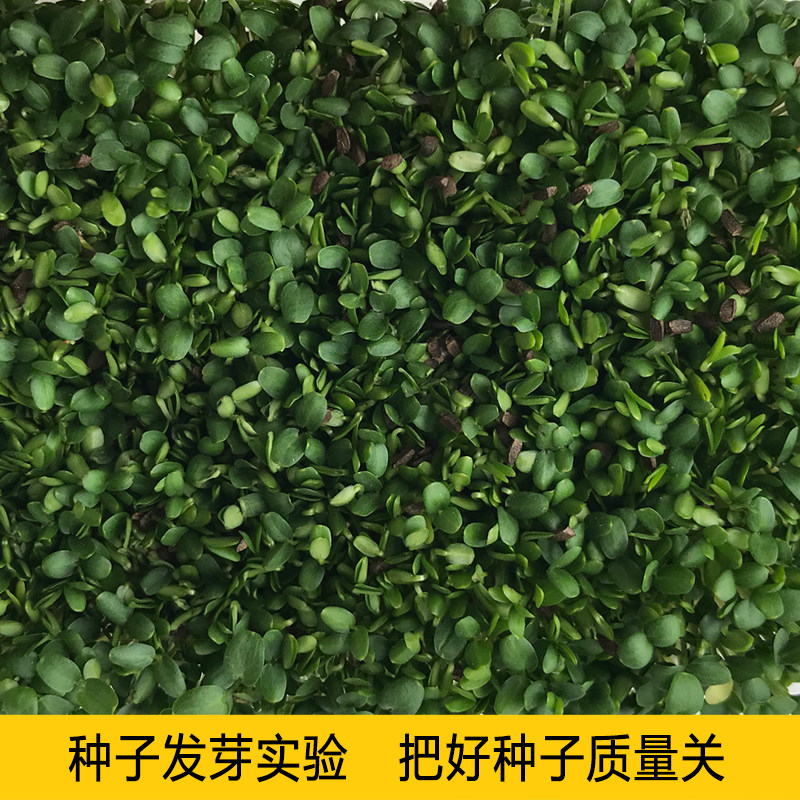 益母草种籽子中药材益母草种孑益母草种子蔬菜兽用盆栽当归黄芪